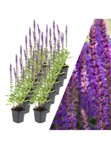 NatureNest 12 Salbei pflanzen  Salvia nemorosa 'Ostfriesland' 