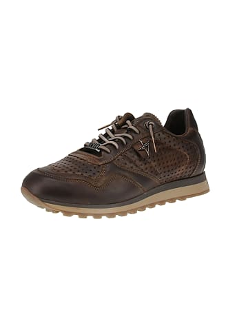 Cetti Sneaker low C-848 INV27 in Braun