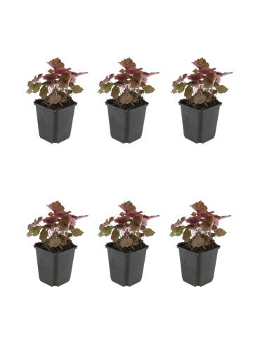 NatureNest 6er: Set Heuchera micrantha Palace Purple Pflanzen in Lila