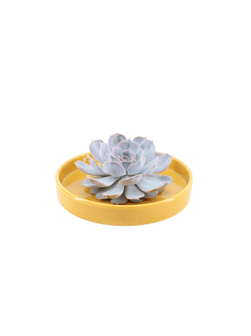 NatureNest Echeveria Lilacina kompakte Sukkulente in gelber Keramikschale