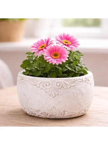 AltoBelli Blumentopf ADELINA Schale Zement Antik Grau Patina 17x8 cm