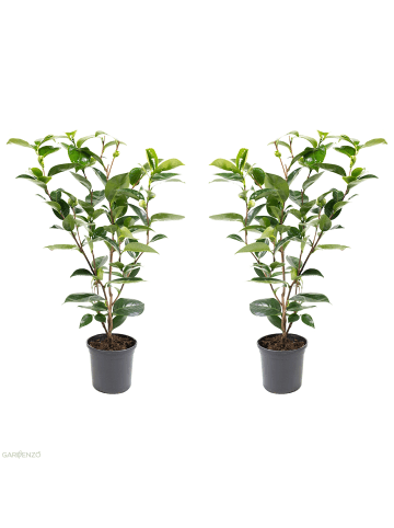 GARDENZO 2er-Set: Kamelienstrauch "Japanische Rose" XL in Tricolor