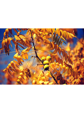 GARDENZO 8er-Set: Nussbäumen in Bunt