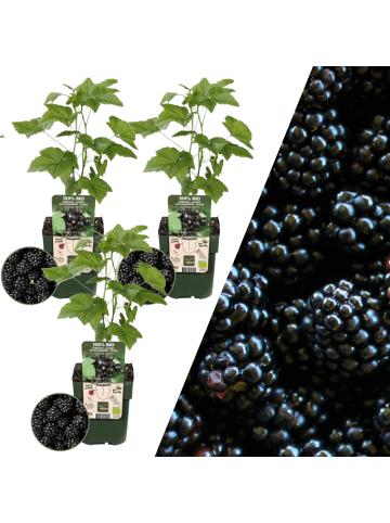 NatureNest 3 Brombeerpflanzen