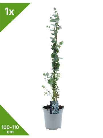 GARDENZO Eukalyptus 'Silver Dollar' 100-110cm