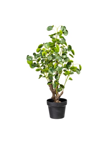 Creativ green Deko-Pileapflanze in grün