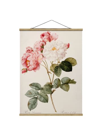 WALLART Stoffbild - Pierre J. Redouté - Damaszener-Rose in Rosa