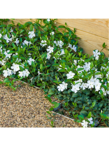 NatureNest 6 Weiße Immergrün pflanzen  Vinca minor 'Alba'  