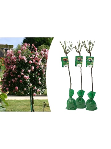 GARDENZO 3er-Set: XXL Großblütige Stielrosen in Weiß/ Rot/ Rosa