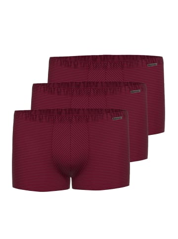 Ammann Retro Short / Pant Cotton & More in Bordeaux