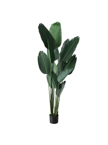 Boltze Künstliche Bananenpflanze in Grün, 185 cm