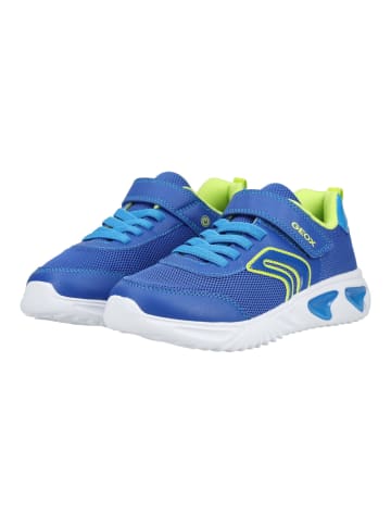 Geox Sneaker ASSISTER ASSISTER in Royal