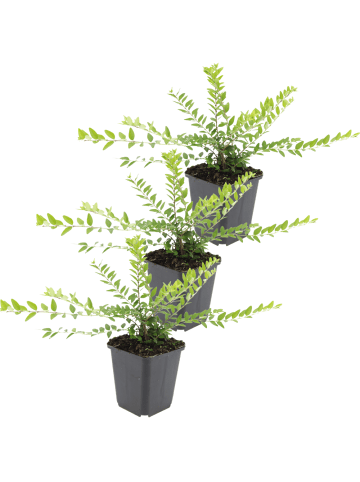 NatureNest 3er: Set Lonicera nitida Maigrün Pflanzen in Grün