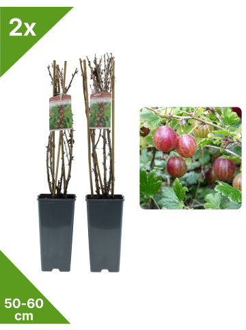 GARDENZO 2er-Set Stachelb. rot 50-60cm 2L Topf