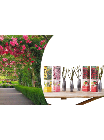 GARDENZO 4er-Set: Rosen Kletterrosen in Bunt