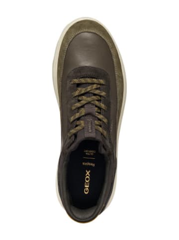 Geox Sneackers U in Military/Coffee