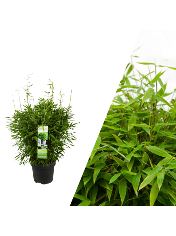 NatureNest XL-Bambuspflanze  1 x Fargesia moontears 'Boobux'
