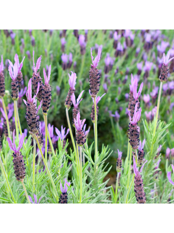 NatureNest 3 Lavandula stoechas Anouk Lavendelpflanzen in Lila Topf 12 cm Höhe 20 cm