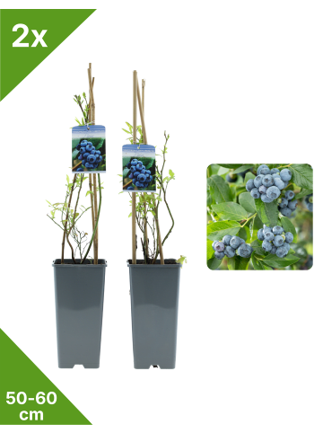 GARDENZO 2er-Set Blaubeere 50-60cm 2L Topf