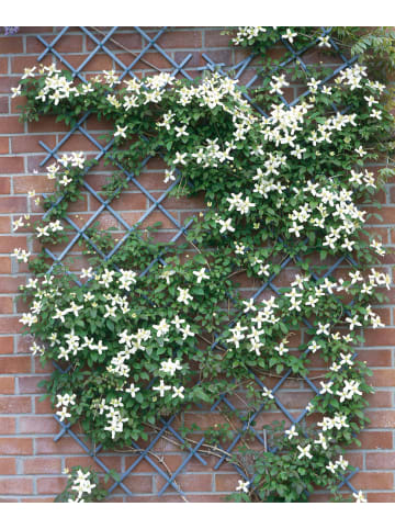 GARDENZO 3er-Set: Klematis Montana in Bunt