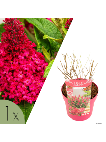 NatureNest Buddleja Butterfly Candy Little Bubblegum Pflanzen in Rosa