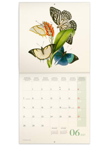 NOTIQUE Wandkalender 2027 in Schmetterlinge - 30 x 30 cm