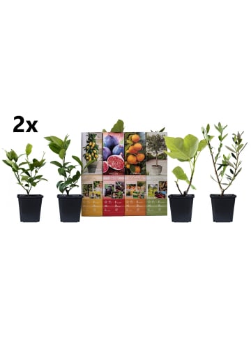 GARDENZO 8er-Set: Mediterrane Pflanzen in Bunt