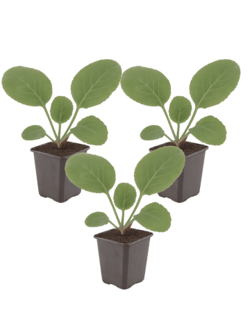 NatureNest 3er: Set Bergenia cordifolia Pflanzen in Rosa