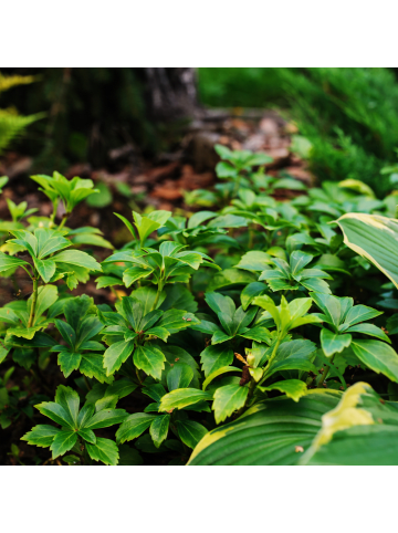 NatureNest 12 Pachysandra terminalis Pflanzen in Grün Topf 9 cm Höhe 15 cm