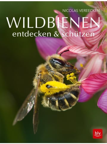 BLV Wildbienen entdecken & schützen | Aktive Bienenhilfe: Lebensräume schützen!