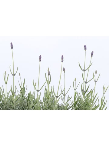 MeinVIPShop 6 x Lavendel
