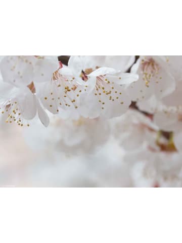 Tischsetmacher.de Tischset I Platzset "Weiße Apfelblüten" 12 Stück aus hochwertigem Papier