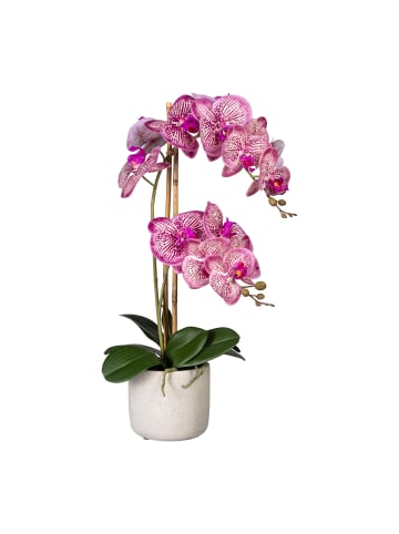 Creativ green Deko-Orchidee Phalaenopsis in pink-creme