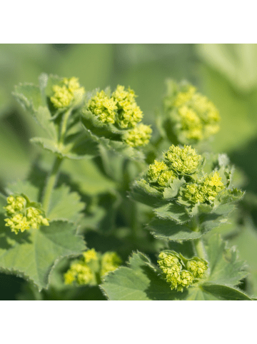 NatureNest 6er: Set Alchemilla mollis Pflanzen in Grün