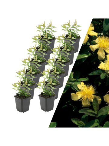 NatureNest 12 Johanniskrautpflanzen  Hypericum calycinum 