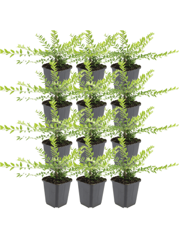 NatureNest 12er: Set Lonicera nitida Maigrün Pflanzen in Grün
