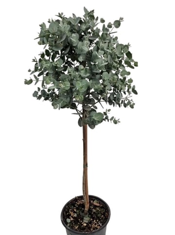 MeinVIPShop Eukalyptus 65cm XXL