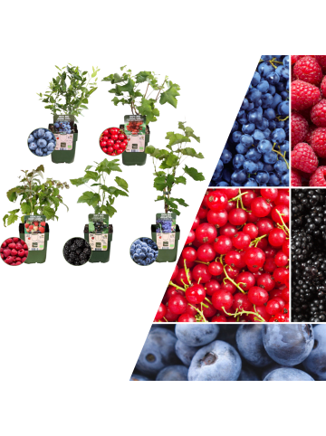 NatureNest Frucht-Oase BIO-Obstpflanzen-Mix-Set mit 5 verschiedenen Sorten  