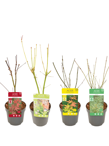 NatureNest 4er: Set Acer palmatum Ahornpflanzen Mix in Grün Topf 10,5 cm Höhe 20 cm