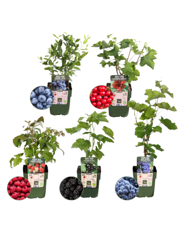 NatureNest 5er: Set Bio Obstpflanzen Frucht Oase in Mix