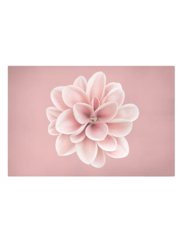 WALLART Leinwandbild - Dahlie Rosa Blush Blume Zentriert in Rosa