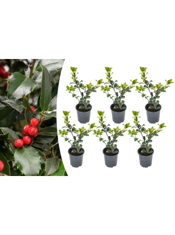 GARDENZO 6er-Set: Ilex meserveae 'Blue Maid'