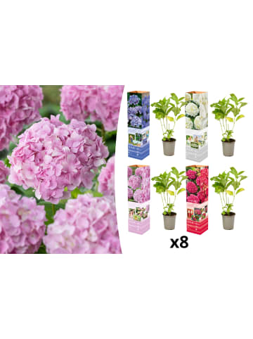 OH2 8-er: Set Hortensie (Hydrangea macrophylla) in Bunt