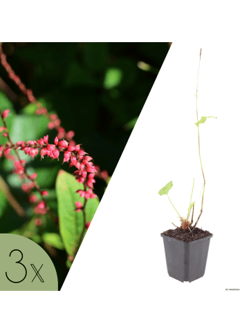 NatureNest 3er-Set: Persicaria Superba Staude mehrjährig winterhart in Rot