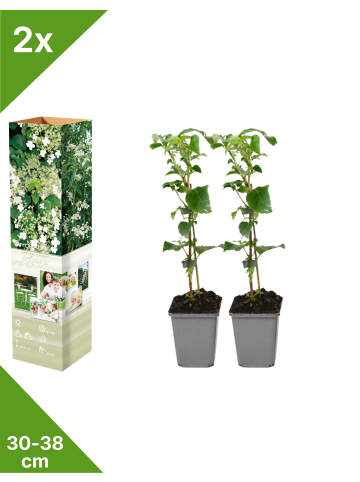 GARDENZO 2er-Set: Kletterhortensie in Weiß