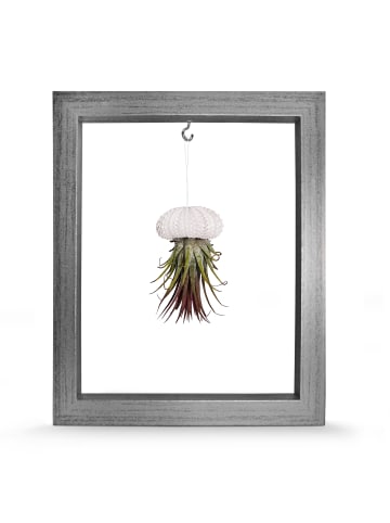 exotic living Kombination aus Seeigelgehäuse weiß und Tillandsia in Rahmen silber