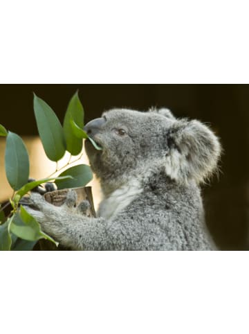 GARDENZO 2er: Set Eucalyptus gunnii 'Azura' 30-50cm