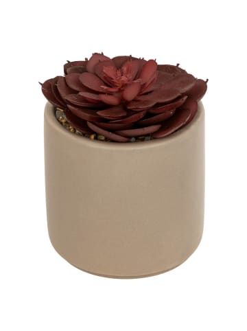 Atmosphera Créateur d'intérieur Sukkulent in beige