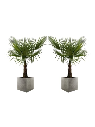 OH2 2er-Set: Trachycarpus fortunei Groß in Grün