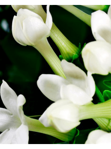 Yodeyma Eau de Parfum Boreal 50 ml